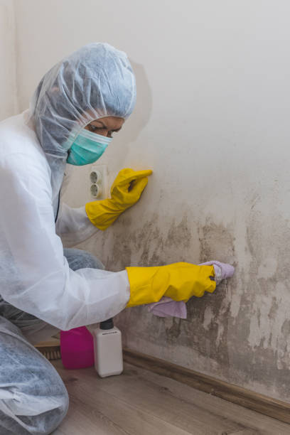 Best Mold Documentation for Insurance Claims  in Hrisburg, AR