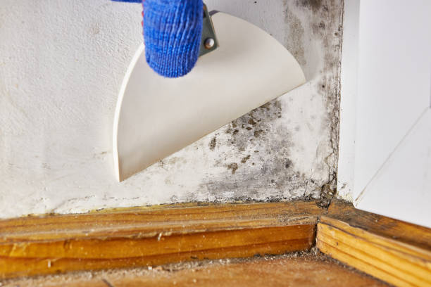Best Post-Construction Mold Inspection  in Hrisburg, AR